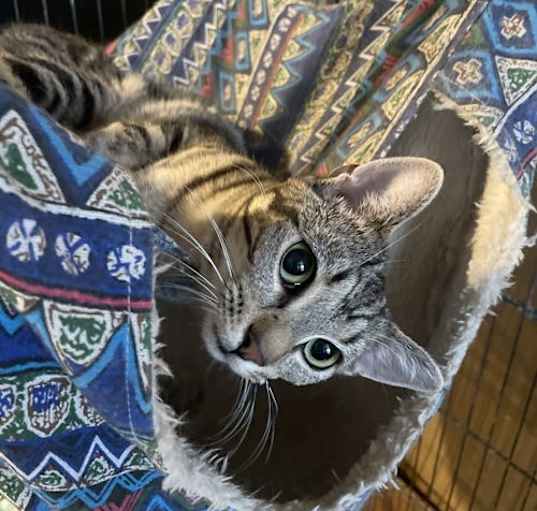 Photo of Frito