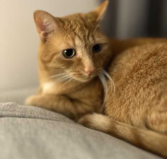 Photo of Archie