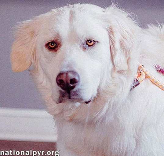 Photo of Mako in CT - Loves All Dogs, Big & Small!