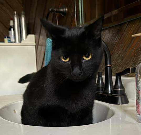 Photo of Marshmallow