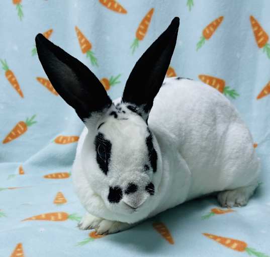 Photo of Zipper