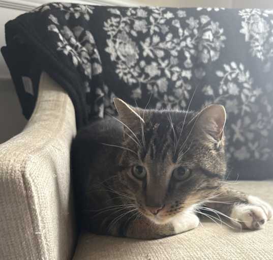 Photo of Milo