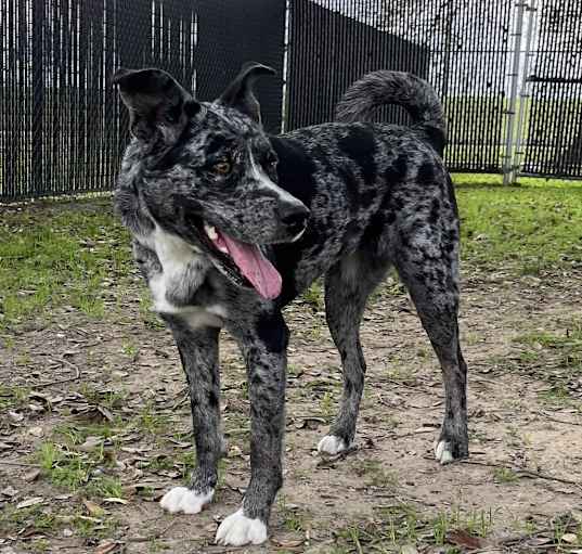 Photo of Pepper Ann
