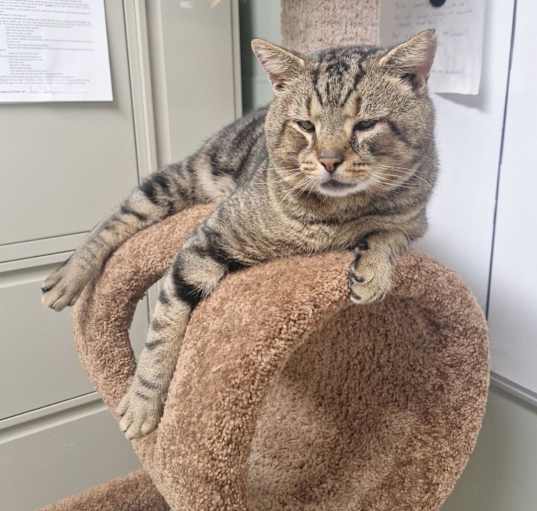 Photo of Tommy