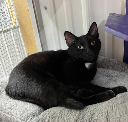 Photo of Cleo