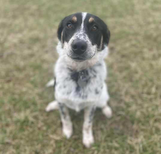 Photo of Patches