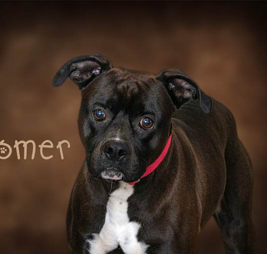 Photo of Homer