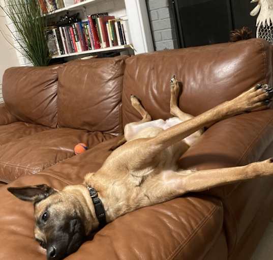 Photo of Cocoa