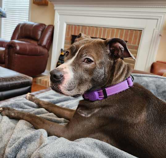 Photo of June Bug
