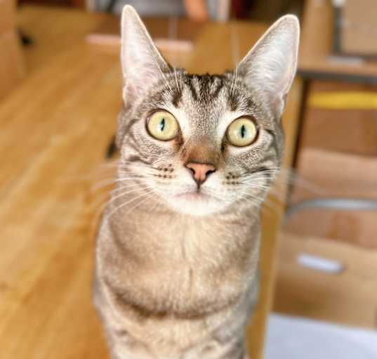 Photo of Iris (bonded to Pink Poppy)