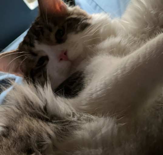 Photo of Legolas