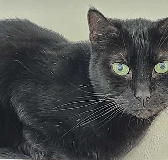 Photo of Chiquita