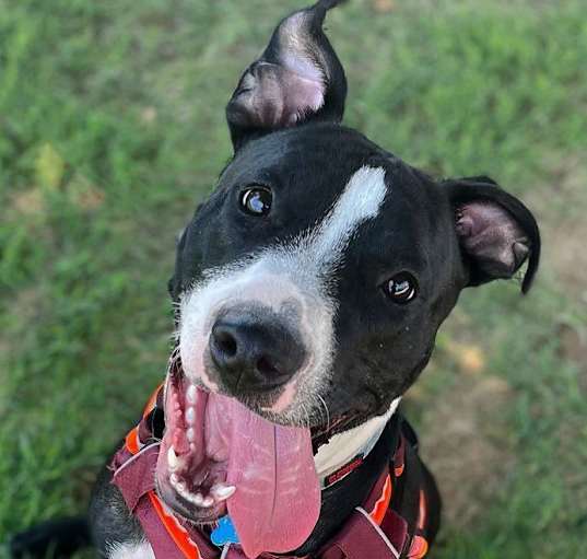 Photo of Petey