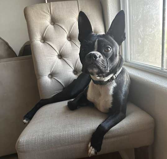 Photo of Mac