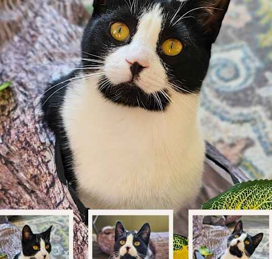 Photo of Biscuit