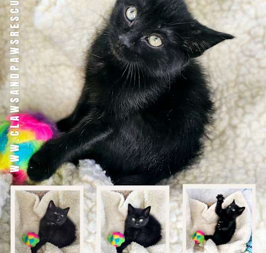 Photo of Jingle