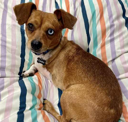 Photo of Concho