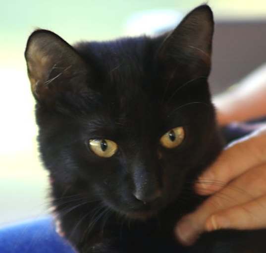 Photo of Pepper