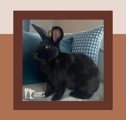 Photo of Blueberry
