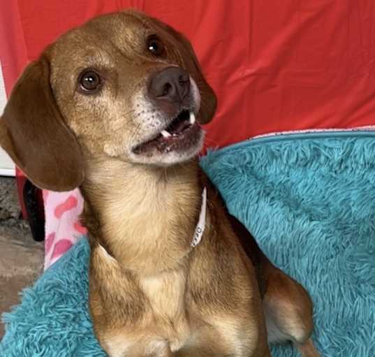 Photo of Dexter
