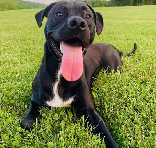 Photo of Winston (Rehoming Fee $50)