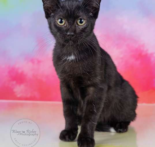 Photo of Tippy
