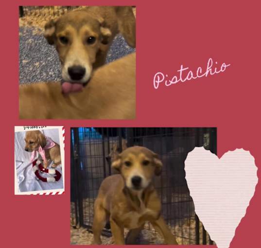 Photo of Pistachio
