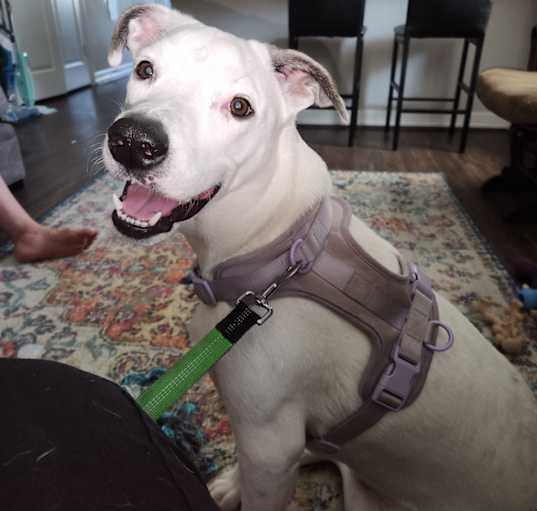 Photo of Daisy
