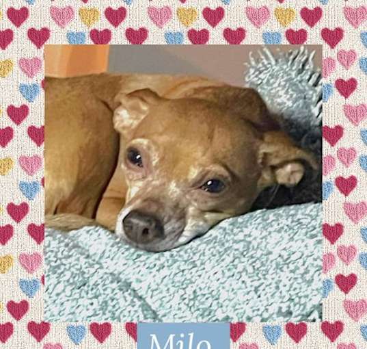Photo of Milo