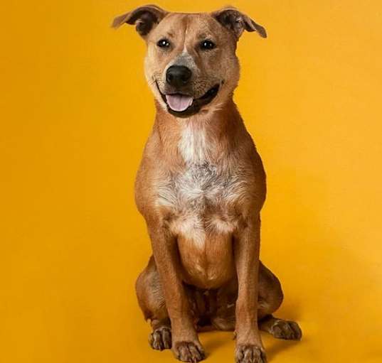 Photo of Biscuit III (New Digs)