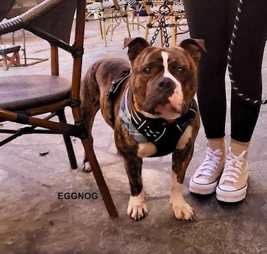 Photo of EGGNOG