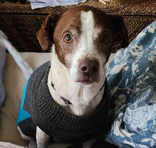 Photo of Rusty