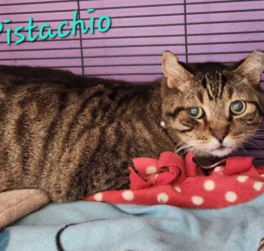 Photo of Pistachio