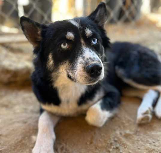 Photo of Cheyenne