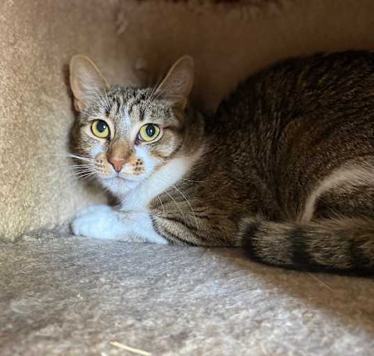 Photo of Hattie