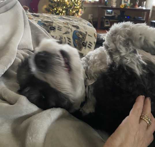 Photo of Bo