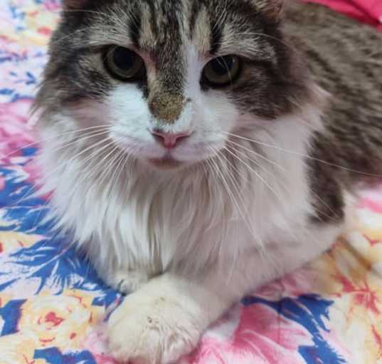 Photo of Odin