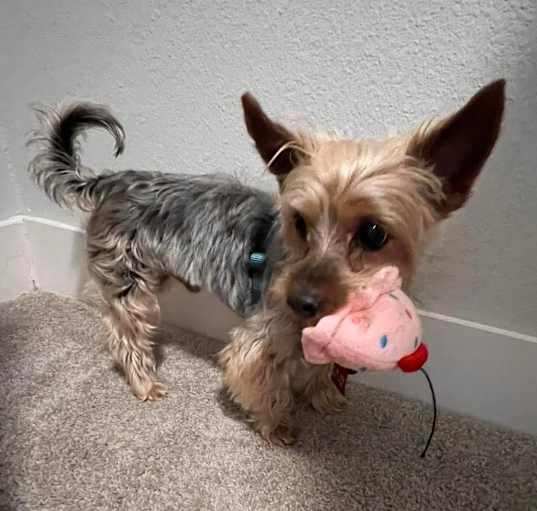 Photo of SNICKERS