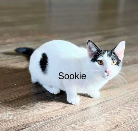 Photo of SOOKIE