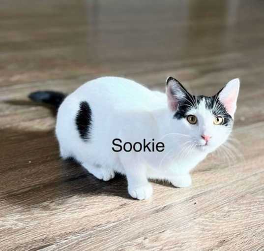 Photo of SOOKIE