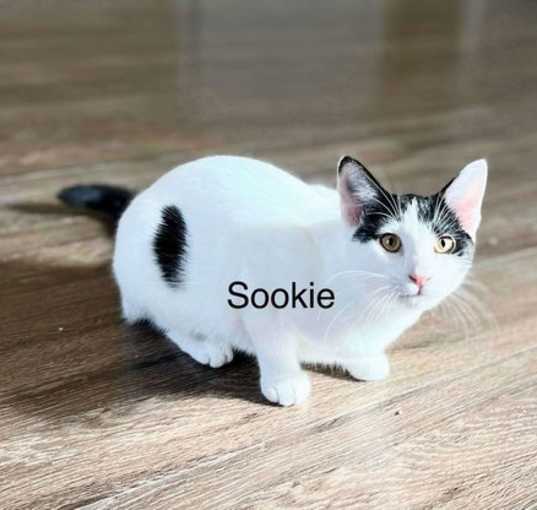 Photo of Sookie