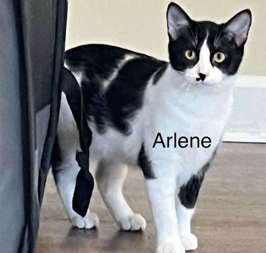 Photo of ARLENE