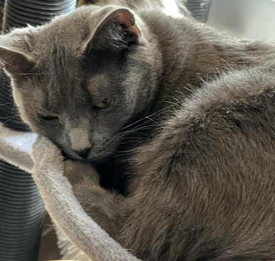 Photo of Finch - Shy