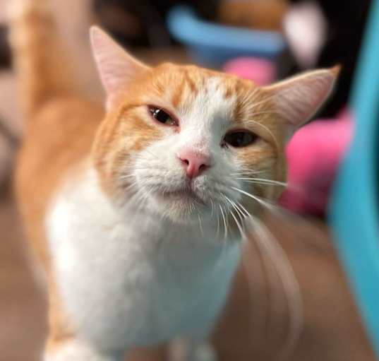 Photo of Little OG
