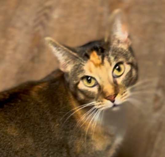 Photo of Bonita