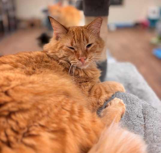 Photo of Peppermint Patty