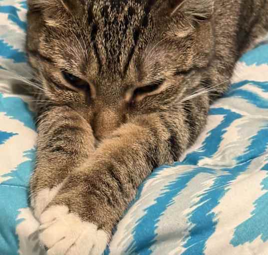 Photo of Curly