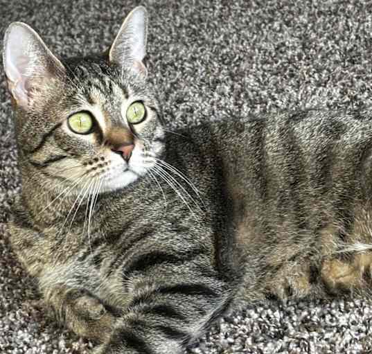 Photo of Willow