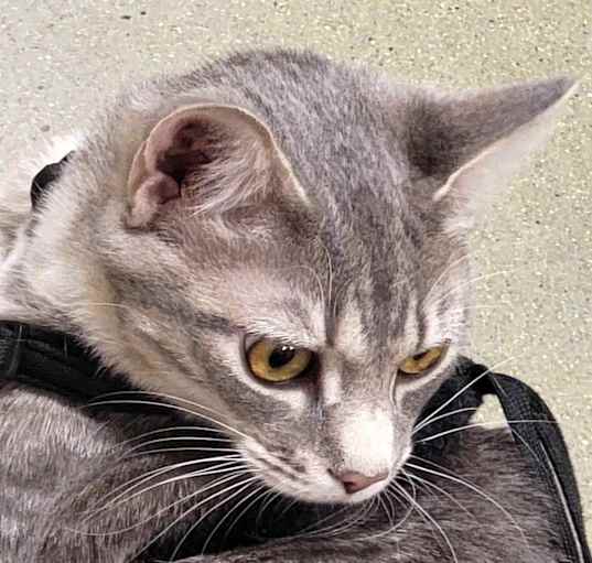 Photo of Meowser