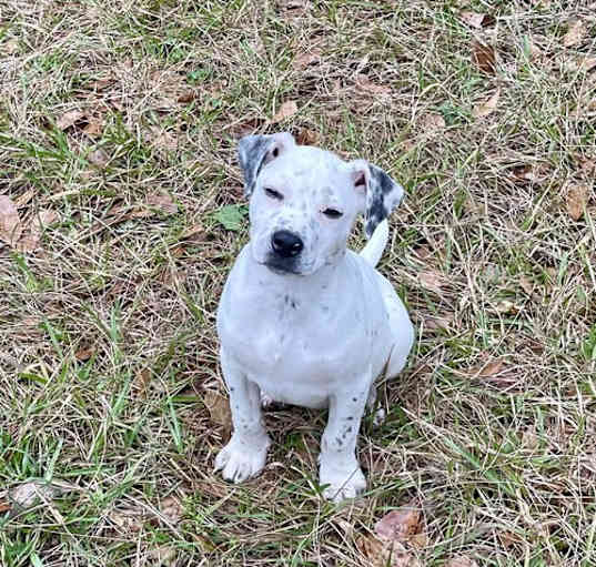 Photo of Domino